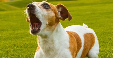 que hacer si mi perro aulla