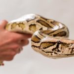como mantener una serpiente segura como mascota