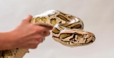 como mantener una serpiente segura como mascota
