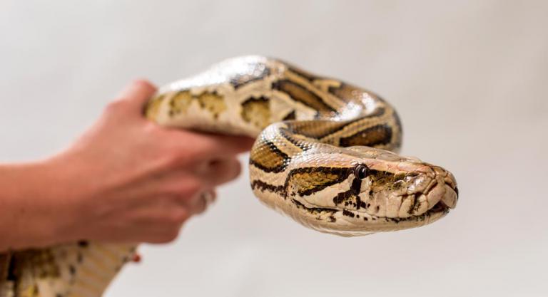 como mantener una serpiente segura como mascota